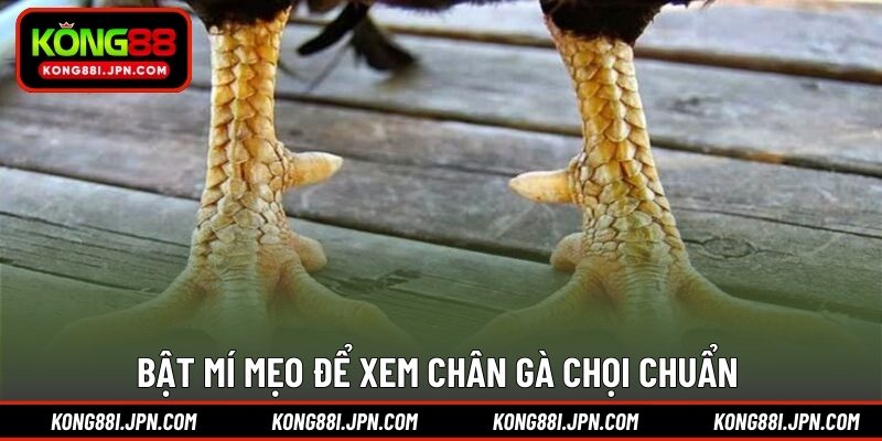 Bật mí mẹo để xem chân gà chọi chuẩn 