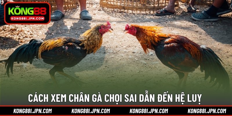 Cách xem chân gà chọi sai dẫn đến hệ luỵ 