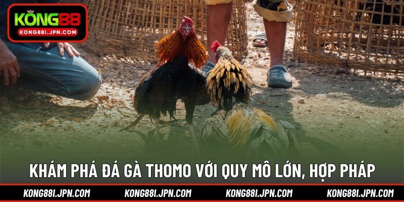 Khám phá đá gà Thomo với quy mô lớn, hợp pháp
