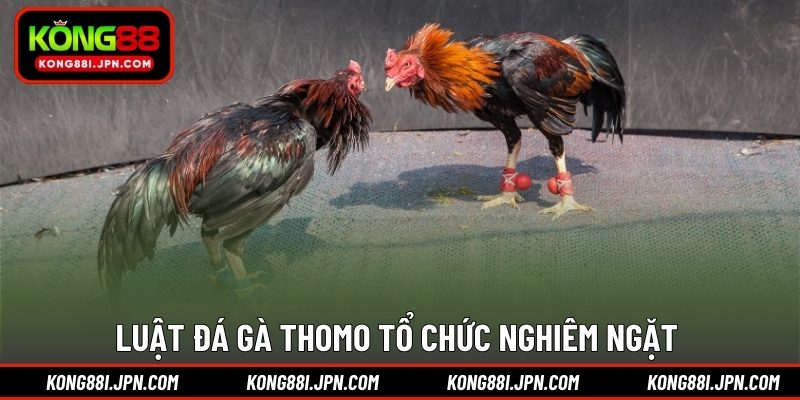 Luật đá gà Thomo tổ chức nghiêm ngặt 